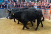Champion Pen of Galloway x Heifers (1)